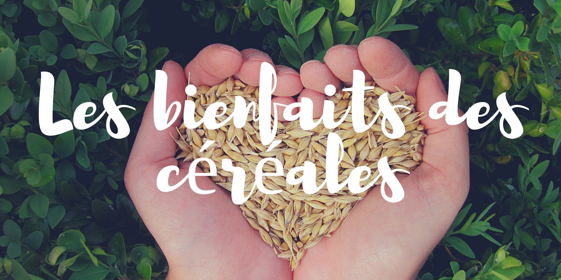 les bienfaits des céréales les.bienfaits.des.cereales